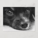 Recherche de chiots mignons cartes postales Chien mignon