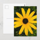 Recherche de marguerite sauvage cartes postales Marguerie