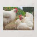 Recherche de agriculteur cartes postales Oiseaux