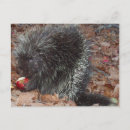 Recherche de pomme sauvage cartes postales Rouge