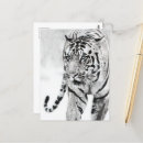 Recherche de tigres mignons cartes postales Animal