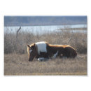 Recherche de poneys posters Photographie