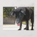 Zoek naar labrador retriever briefkaarten Laboratorium