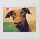 Recherche de doberman cartes postales Animal