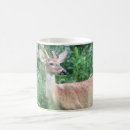 Recherche de cerfs communs de queue tasses Animaux