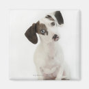 Zoek naar chihuahua puppy magneten Kijkend naar camera