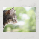Recherche de chat domestique cartes postales De près