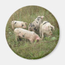 Zoek naar varkens magneten Roze
