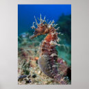 Recherche de nautical sea posters Seahorse