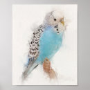Recherche de budgies posters Bleu