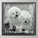 Recherche de frise bichon posters Animal