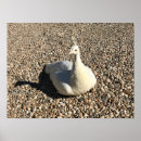 Recherche de paon blanc posters Animal
