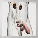 Recherche de reproducteur posters Biologie