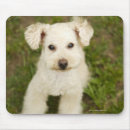 Recherche de caniche français tapis souris Animal