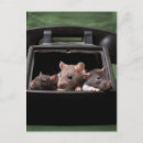 Recherche de rats cartes postales Adorable