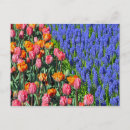 Recherche de muscari cartes postales Jardin
