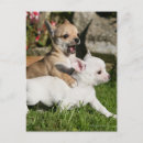 Recherche de pam cartes postales Chihuahua