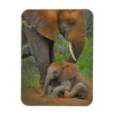 Recherche de sud africain magnets Éléphant