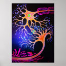 Zoek naar synapsen posters Neuronen