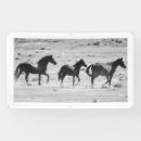 Recherche de poulain photographie Mustangs