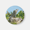 Recherche de iguane magnets Animal
