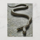Recherche de deux serpent Animaux
