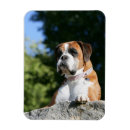 Recherche de chien blanc magnets Boxeur