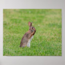 Recherche de rabbit posters Printemps