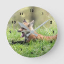 Zoek naar red fox klokken Wild