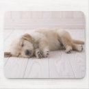 Recherche de golden retriever tapis souris Animal