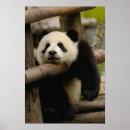 Recherche de shaanxi Province de shaanxi