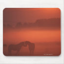 Recherche de deux chevaux tapis souris Images des chevaux