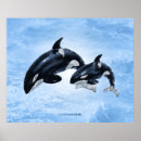 Recherche de orca posters Océan