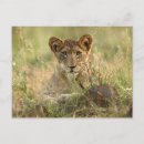 Recherche de animal cartes postales Afrique du sud