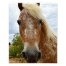 Zoek naar paard gezicht posters Dier