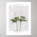 Zoek naar ronde posters Bloem