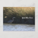 Zoek naar reiger briefkaarten Natuur