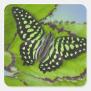 Recherche de ouverture autocollants Papillon