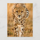 Recherche de portrait de guépard Faune