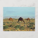Zoek naar kamelen briefkaarten Afrika