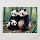Recherche de amour panda cartes postales Nature