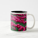 Recherche de jardin tulipe tasses États unis