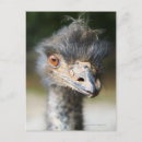 Recherche de ostrich cartes postales Animal