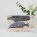 Recherche de de tortue cartes postales Vert