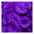 Recherche de bouquet roses posters Floral