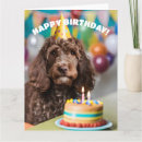 Recherche de cockapoo Fête