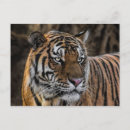 Recherche de rayures de tigre cartes postales Sauvage