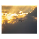 Recherche de rapace posters Oiseau de proie