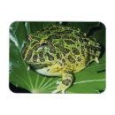 Recherche de grenouille magnets Drôle
