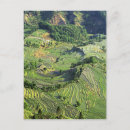 Recherche de yunnan cartes postales Grain